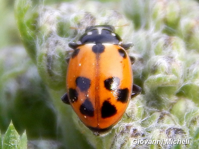 Hippodamia variegata, Coccinellidae